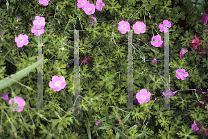 Picture of Geranium orientalitibeticum 