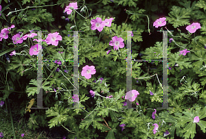 Picture of Geranium orientalitibeticum 