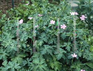 Picture of Geranium x oxonianum 'Claridge Druce'