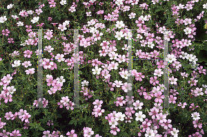 Picture of Geranium x oxonianum 'A.T. Johnson'