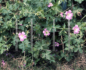 Picture of Geranium x oxonianum 'Claridge Druce'