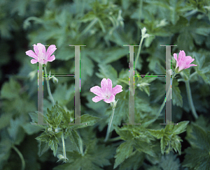 Picture of Geranium x oxonianum 'Claridge Druce'