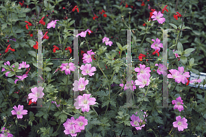 Picture of Geranium x oxonianum 'Claridge Druce'