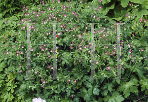 Picture of Geranium x oxonianum 'Thurstonianum'