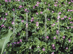 Picture of Geranium x oxonianum 'Thurstonianum'