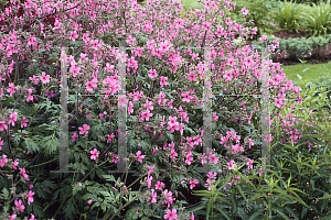 Picture of Geranium palmatum 