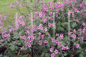 Picture of Geranium palmatum 