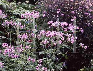 Picture of Geranium palmatum 