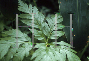 Picture of Geranium palmatum 