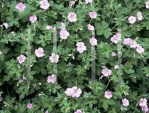 Picture of Geranium peloponnesiacum 