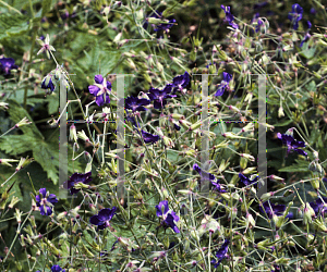 Picture of Geranium phaeum 