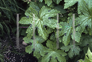 Picture of Geranium phaeum 