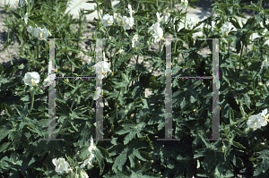 Picture of Geranium phaeum 'Album'