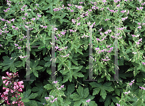 Picture of Geranium reflexum 