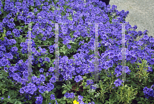 Picture of Geranium x magnificum 