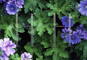 Picture of Geranium x magnificum 