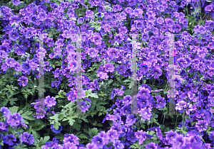 Picture of Geranium x magnificum 