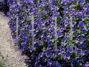 Picture of Geranium x magnificum 