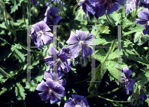 Picture of Geranium x magnificum 