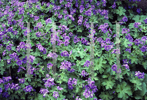 Picture of Geranium x magnificum 