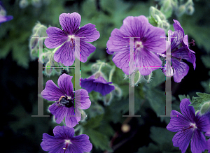 Picture of Geranium x magnificum 