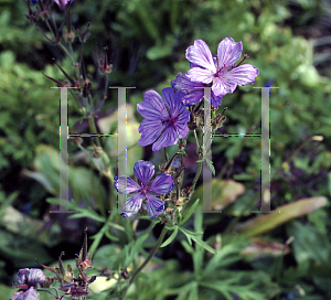 Picture of Geranium malviflorum 