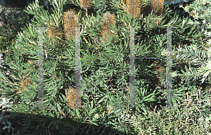 Picture of Banksia spinulosa 'Dwarf Hairpin'