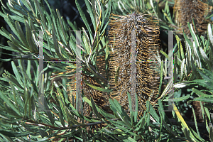 Picture of Banksia spinulosa 'Dwarf Hairpin'