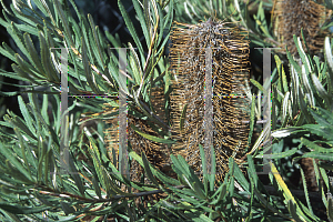 Picture of Banksia spinulosa 'Dwarf Hairpin'
