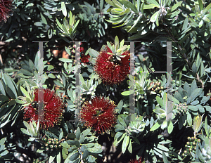 Picture of Callistemon  'Little John'