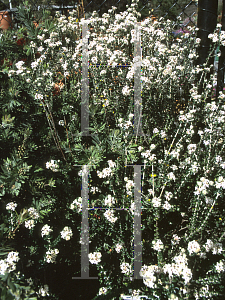 Picture of Pimelea nivea 