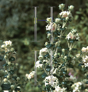 Picture of Pimelea nivea 