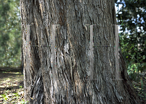 Picture of Podocarpus elatus 