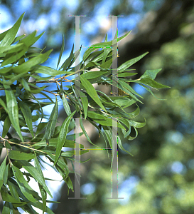 Picture of Callistemon salignus 