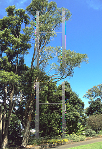 Picture of Callistemon salignus 