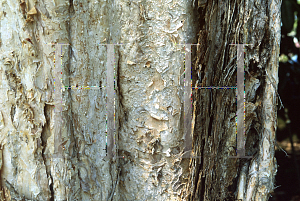 Picture of Callistemon salignus 