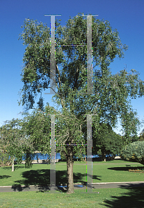 Picture of Populus simonii 