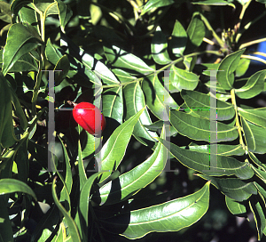 Picture of Harpephyllum caffrum 