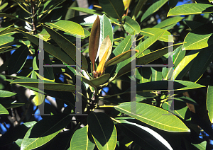 Picture of Ficus destruens 