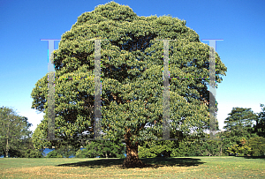 Picture of Lophostemon confertus 