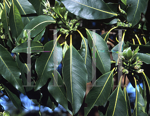 Picture of Lophostemon confertus 