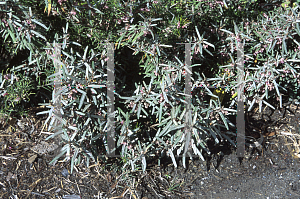 Picture of Lasiopetalum behrii 