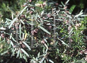 Picture of Lasiopetalum behrii 