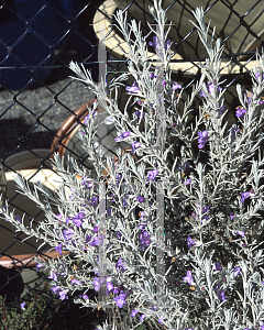 Picture of Eremophila nivea 