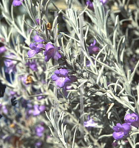 Picture of Eremophila nivea 