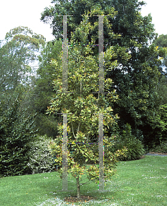 Picture of Tristaniopsis laurina 'Variegata'