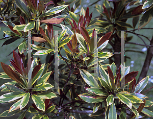 Picture of Tristaniopsis laurina 'Variegata'