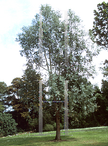 Picture of Eucalyptus chapmaniana 