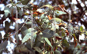 Picture of Eucalyptus chapmaniana 