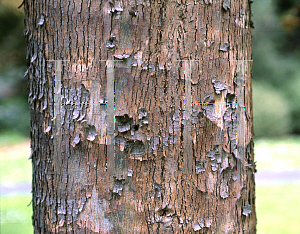 Picture of Eucalyptus chapmaniana 